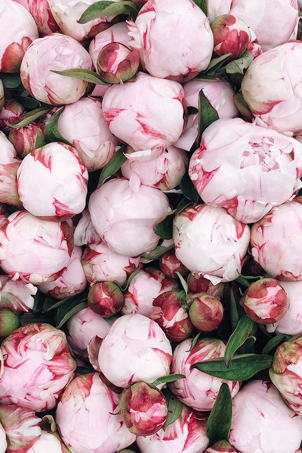 Peony 牡丹 (L Type)