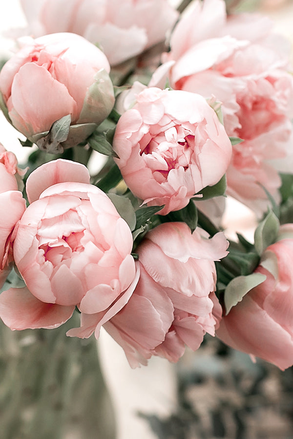 Peony & Blush Suede 牡丹與胭紅麂絨 (JM Type)
