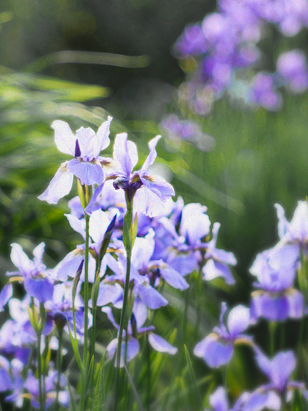 Iris Garden 鳶尾花園