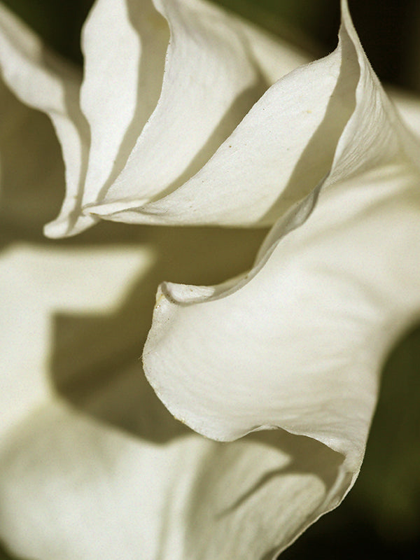 Mojave Ghost 荒漠孤魂 (By Type)