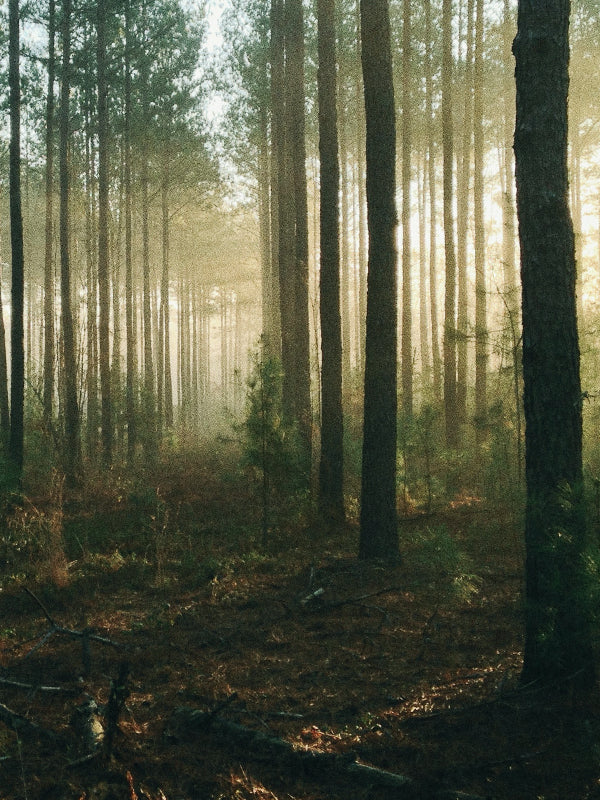 Cypress Forest 柏樹林