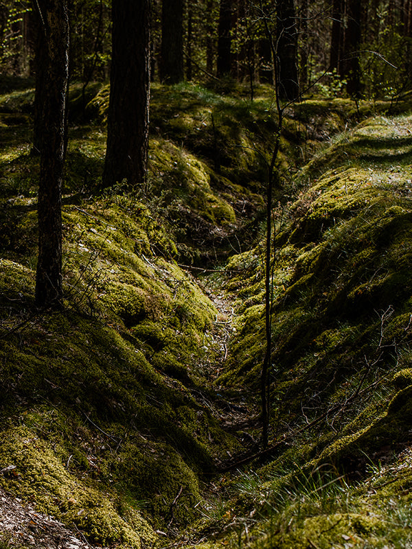 Lichen d'Ecosse 蘇格蘭苔香 (Bu Type)