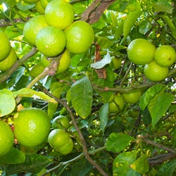 Bergamot - Essential Oil 佛手柑油