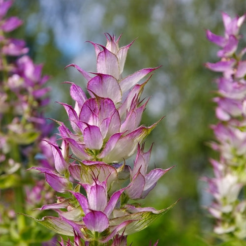Clary Sage (France) 快樂鼠尾草油