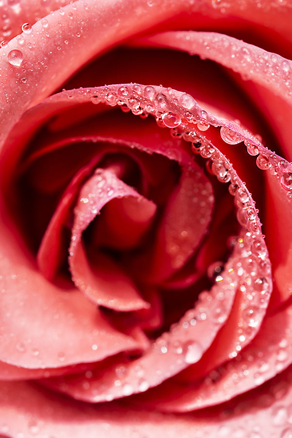 Red Roses 紅玫瑰 (JM Type)