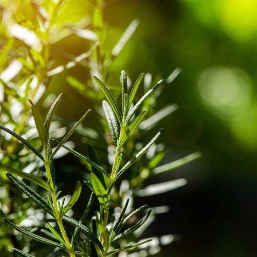 Rosemary (Tunisia) 迷迭香油