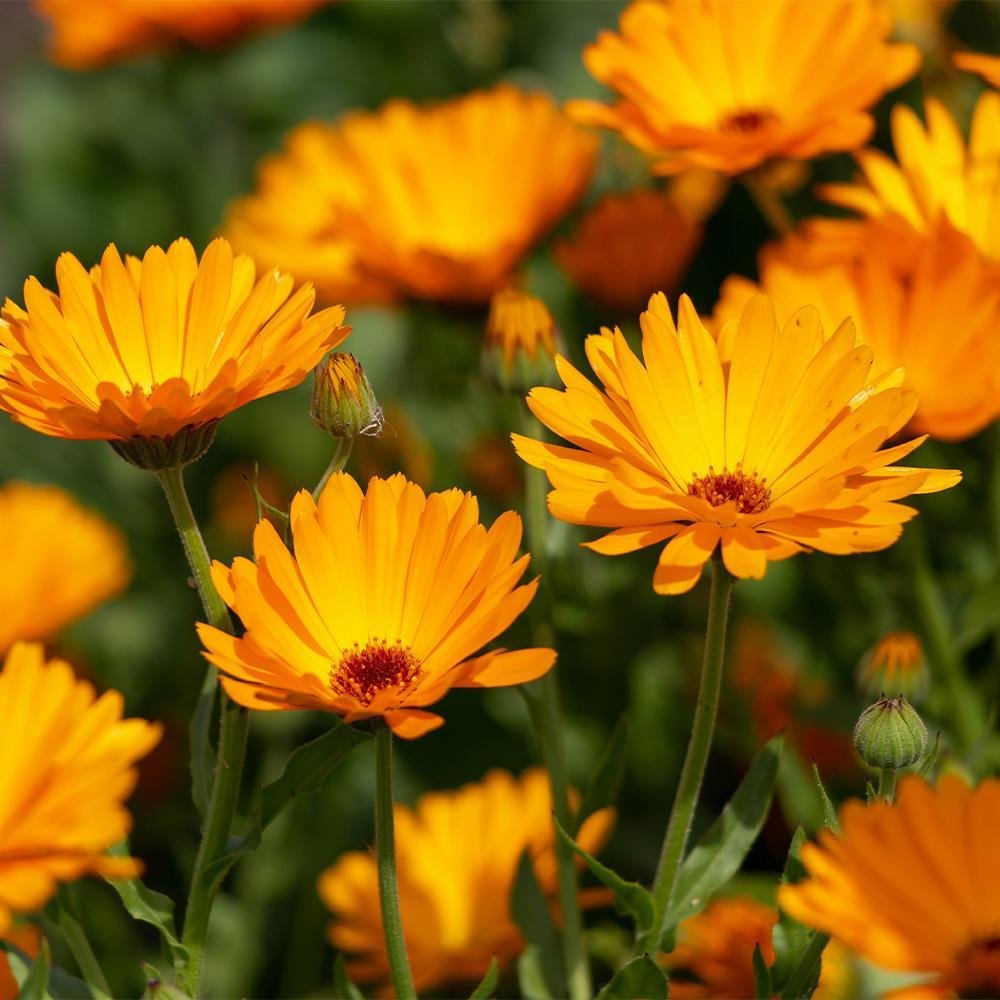 Calendula Infused Oil 金盞花浸泡油