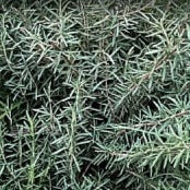 Rosemary Hydrosol 迷迭香純露