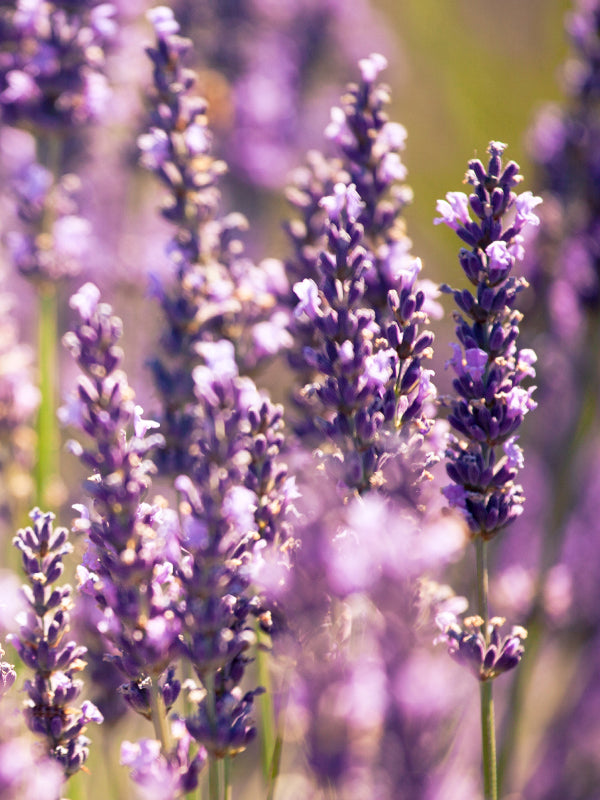 LAVENDER BASE 薰衣草基底油