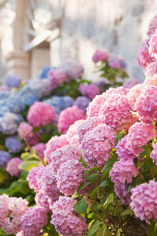 Hydrangea 繡球花 (YC Type)
