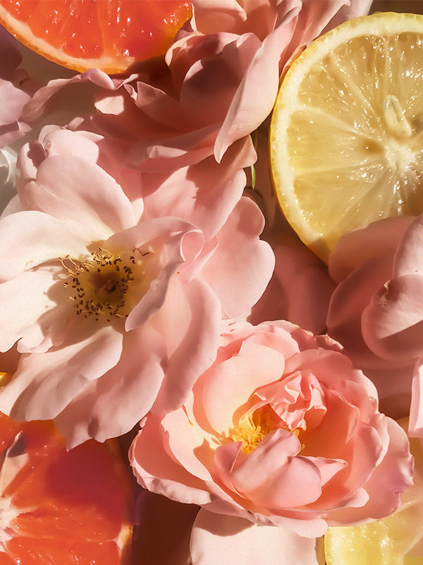 Pamplemousse Rose 粉紅葡萄柚 (H Type)