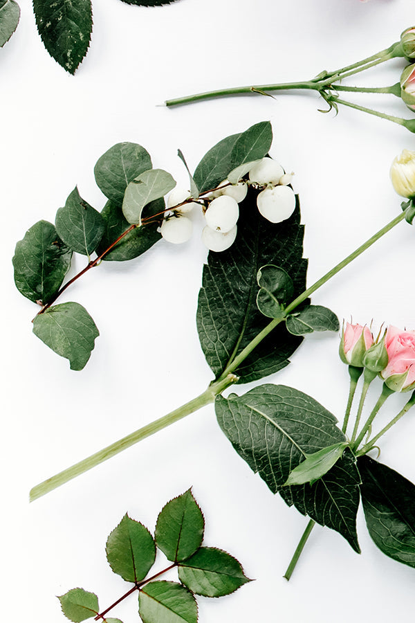 Eucalyptus & Spearmint 桉樹與薄荷 (BBW Type) ﻿