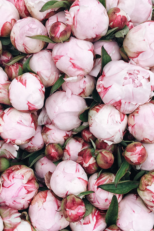Peony 牡丹 (L Type)