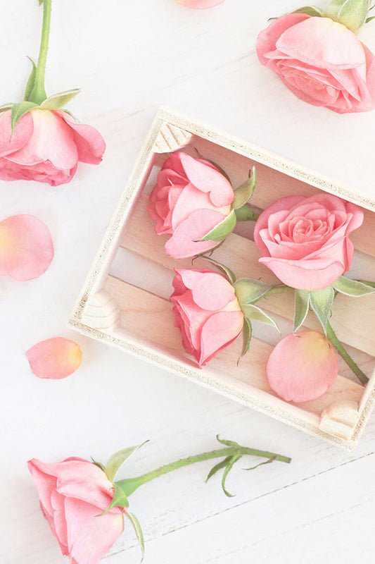 Rose Pompon 绒球玫瑰 (AG Type)
