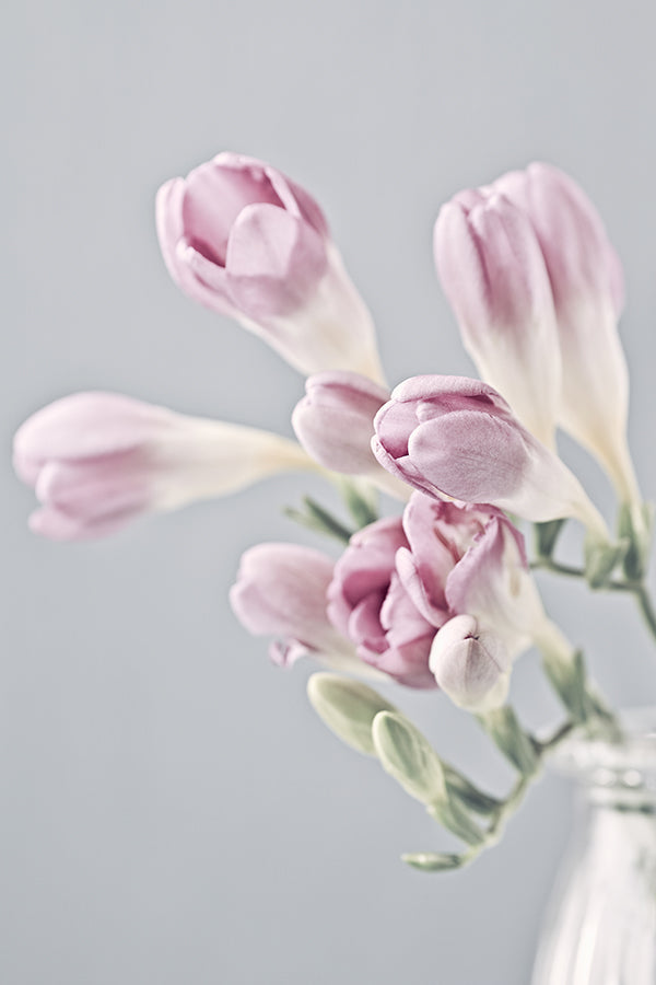 Santa Maria Freesia 聖瑪麗亞小蒼蘭 (SMN Type)