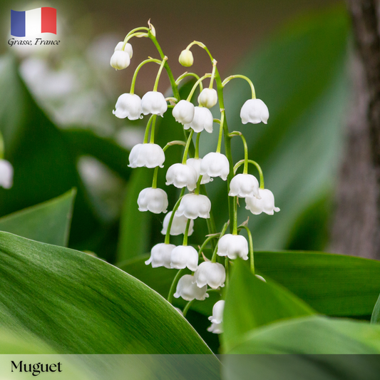 Muguet (Lily of The Valley)