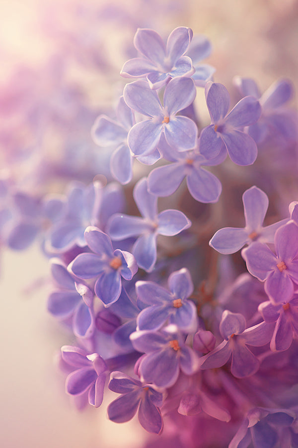 Lilac, En Passant 雨後紫丁香 (F M Type)