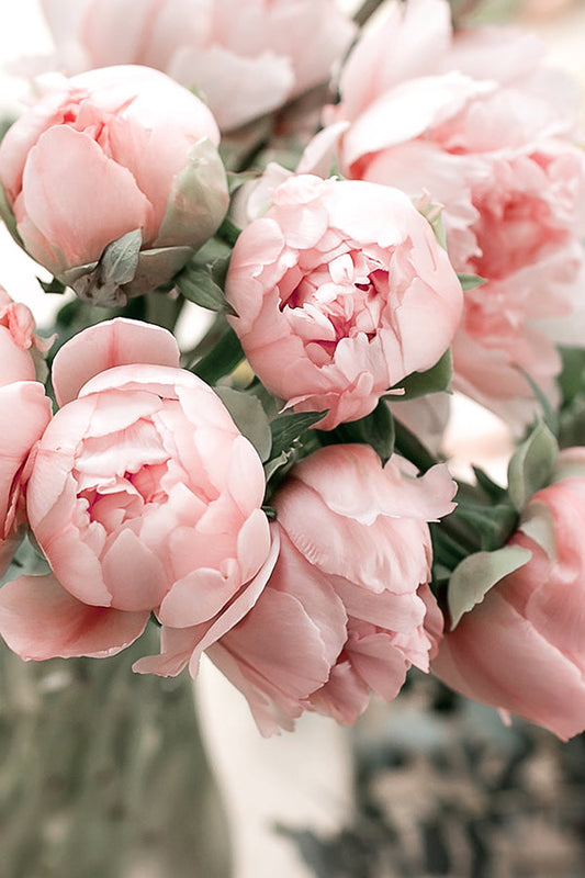 Peony & Blush Suede 牡丹與胭紅麂絨 (JM Type)