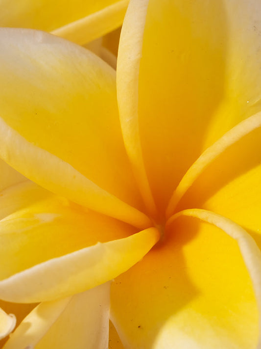 [7107] FRANGIPANI 雞蛋花 Symrise