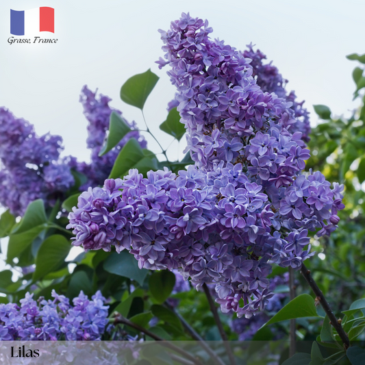 Lilas (Lilac)