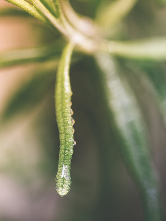 Botanical Shower 森林之浴 (Ae Type)