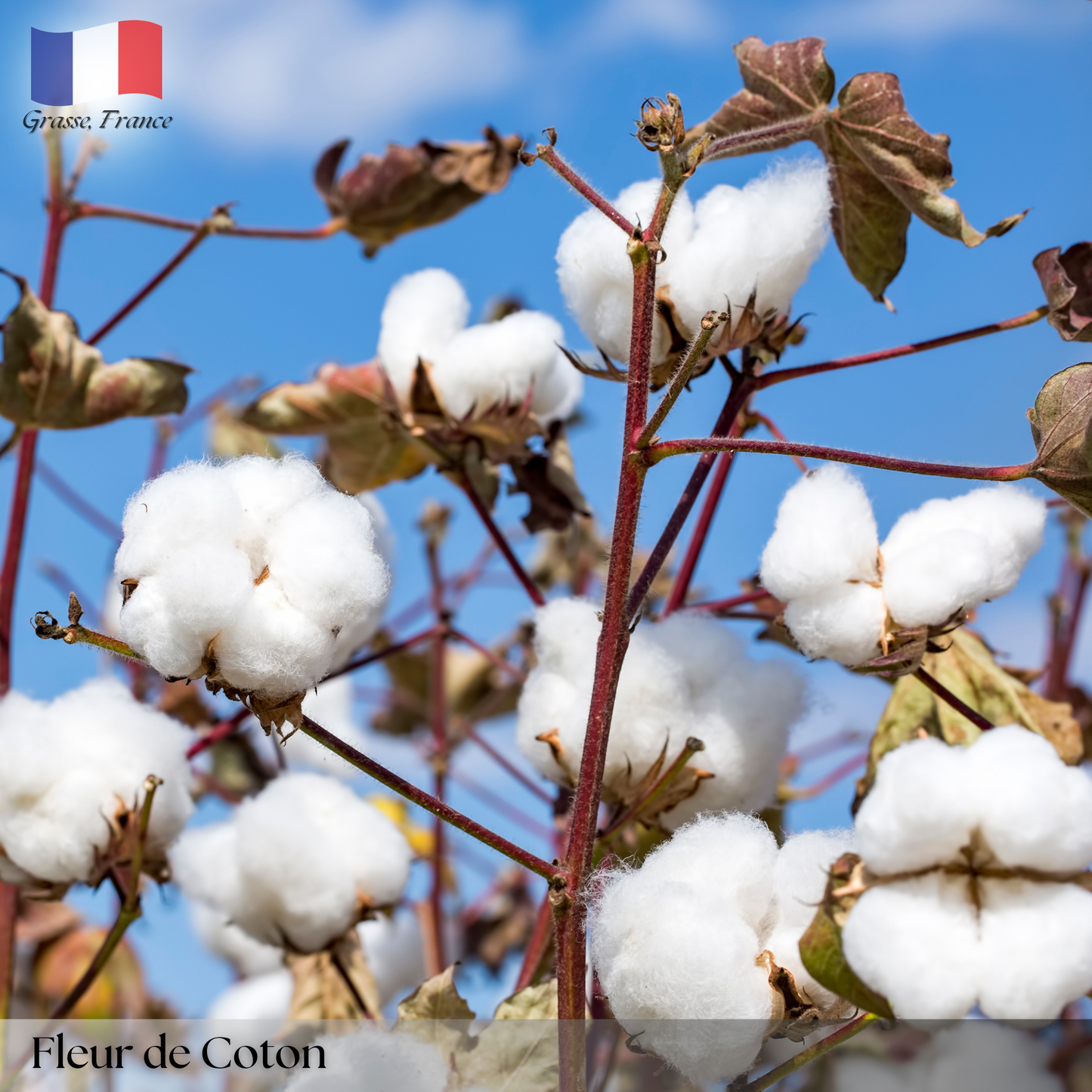 Fleur de Coton (Cotton Flower)