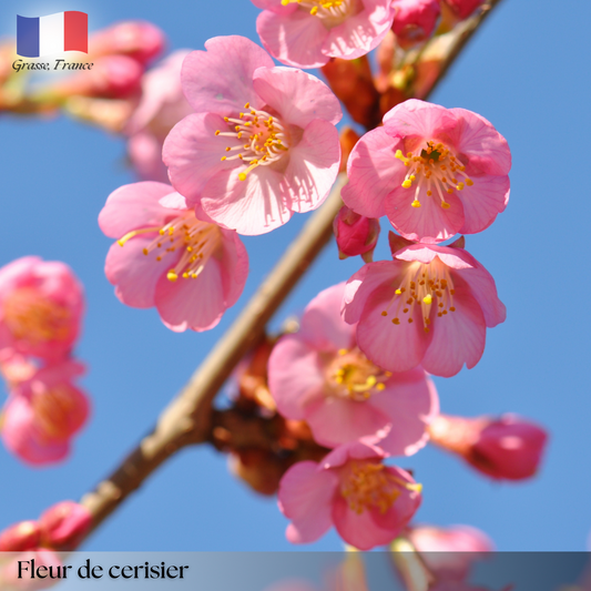 Fleur de Cerisier (Cherry Flower)