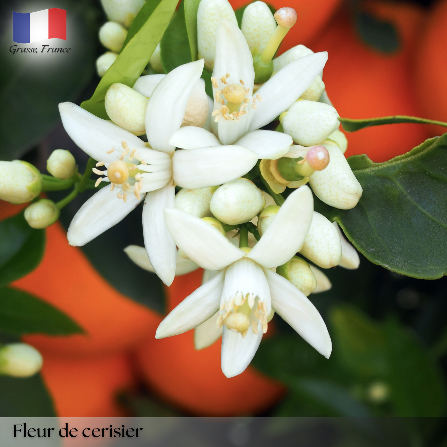 Fleur d'Oranger (Orange Blossom)