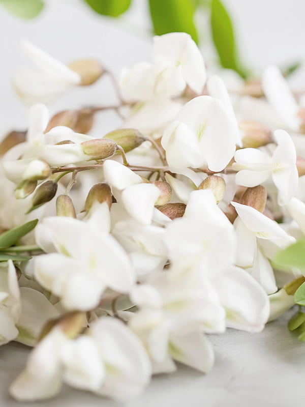 Acacia (Black Locust) 金合歡（刺槐)