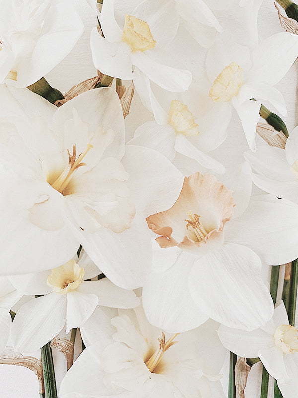 Narcissus 水仙花