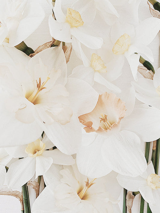 Narcissus 水仙花