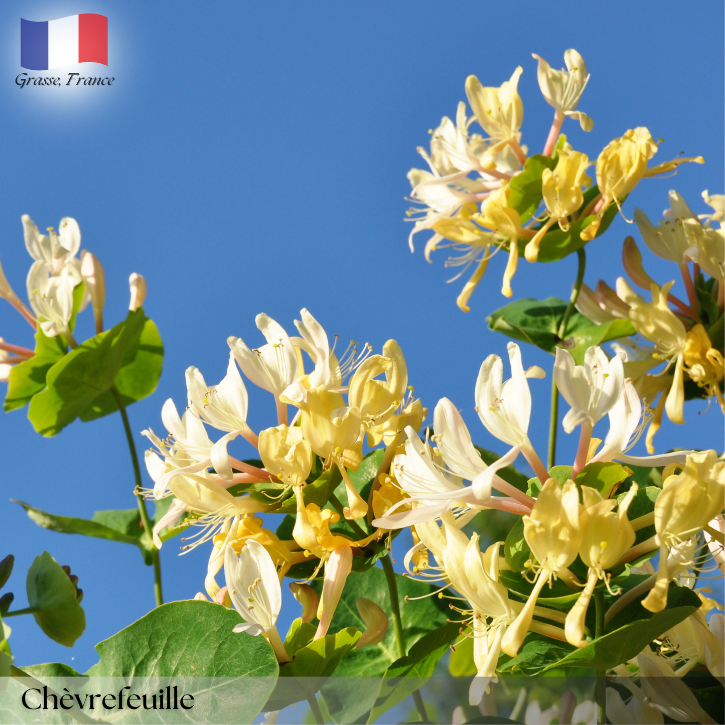 Chèvrefeuille (Honeysuckle)