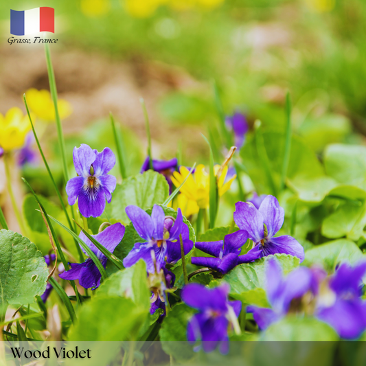 Violette des Bois (Wood Violet)