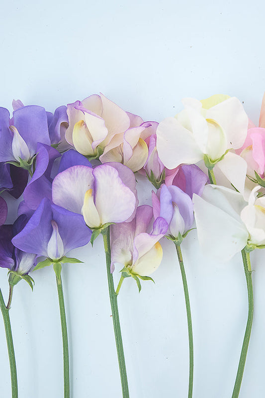 Garden Sweet Pea 花園甜豌豆 ﻿(YC Type)