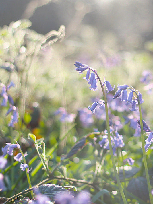 Wild Bluebell 藍風鈴 (JM Type)