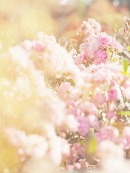 Blooming Bouquet 盛開的花束 (D Type)