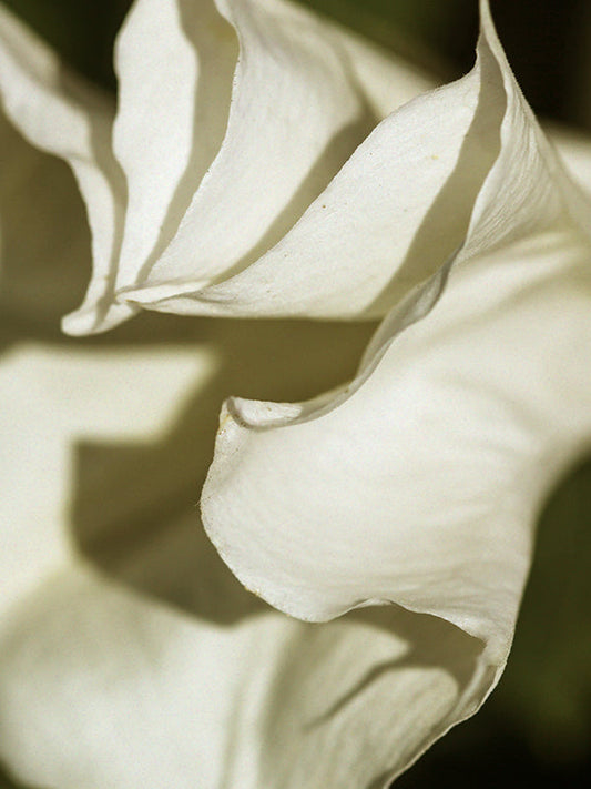 Mojave Ghost 荒漠孤魂 (By Type)