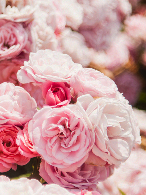 Damask Rose 大馬士革玫瑰