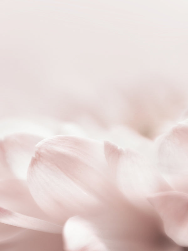 Fleur de Peau 肌膚之華 (D Type)