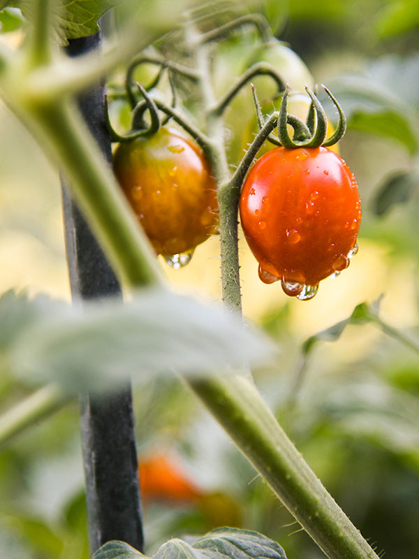 Tomato Leaves 番茄葉 (L Type)