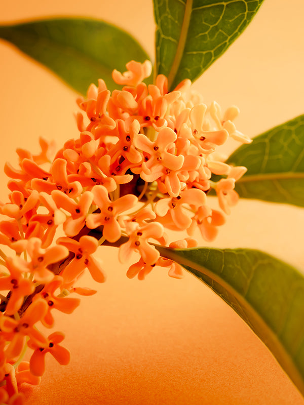 Sweet Osmanthus Tea 甜桂花茶
