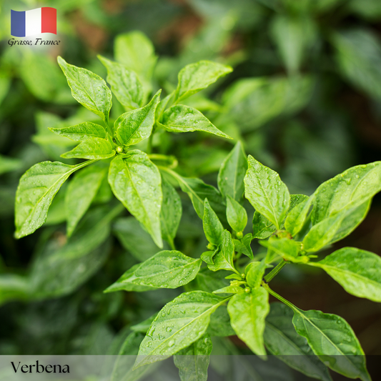 Verveine (Verbena)