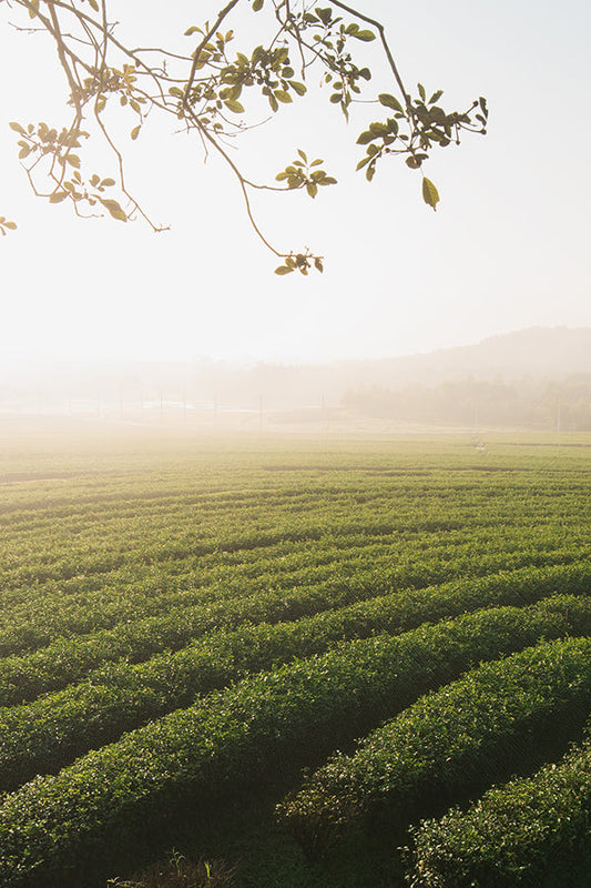 Green Tea Citrus 綠茶柑橘 (Balinese concept)