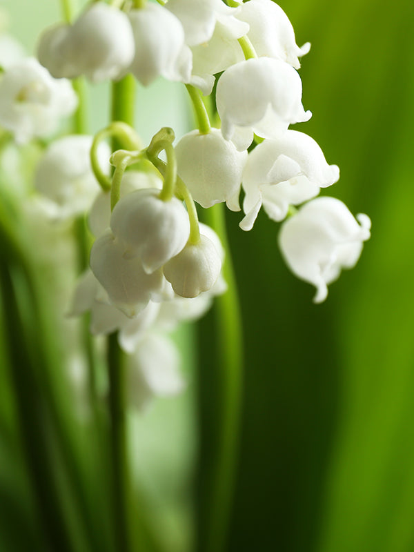 Morning Light, MUGUET 晨曦中的鈴蘭