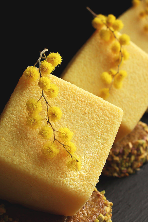 Mimosa 含羞草