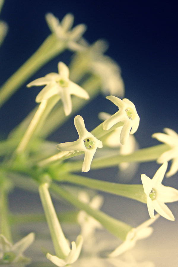 Do Son = Tuberose 道森 晚香玉 (D type)
