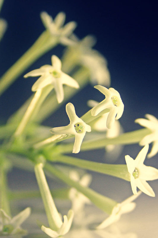 Do Son = Tuberose 道森 晚香玉 (D type)