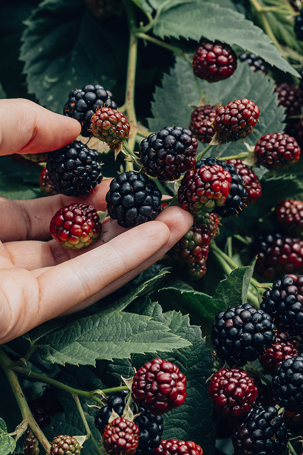 Blackberry & Bay 黑莓子與月桂葉 (JM Type)