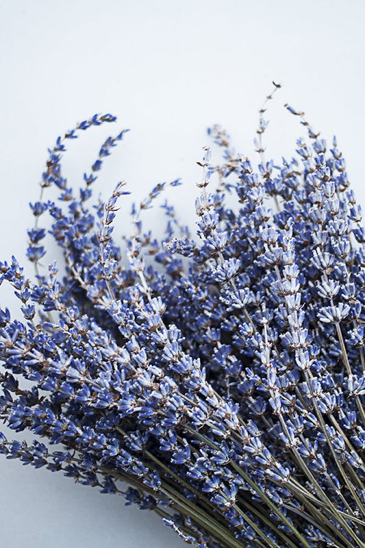 French Lavender 法國薰衣草