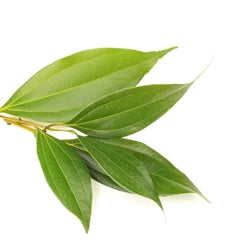 Cinnamon Leaf 肉桂葉油